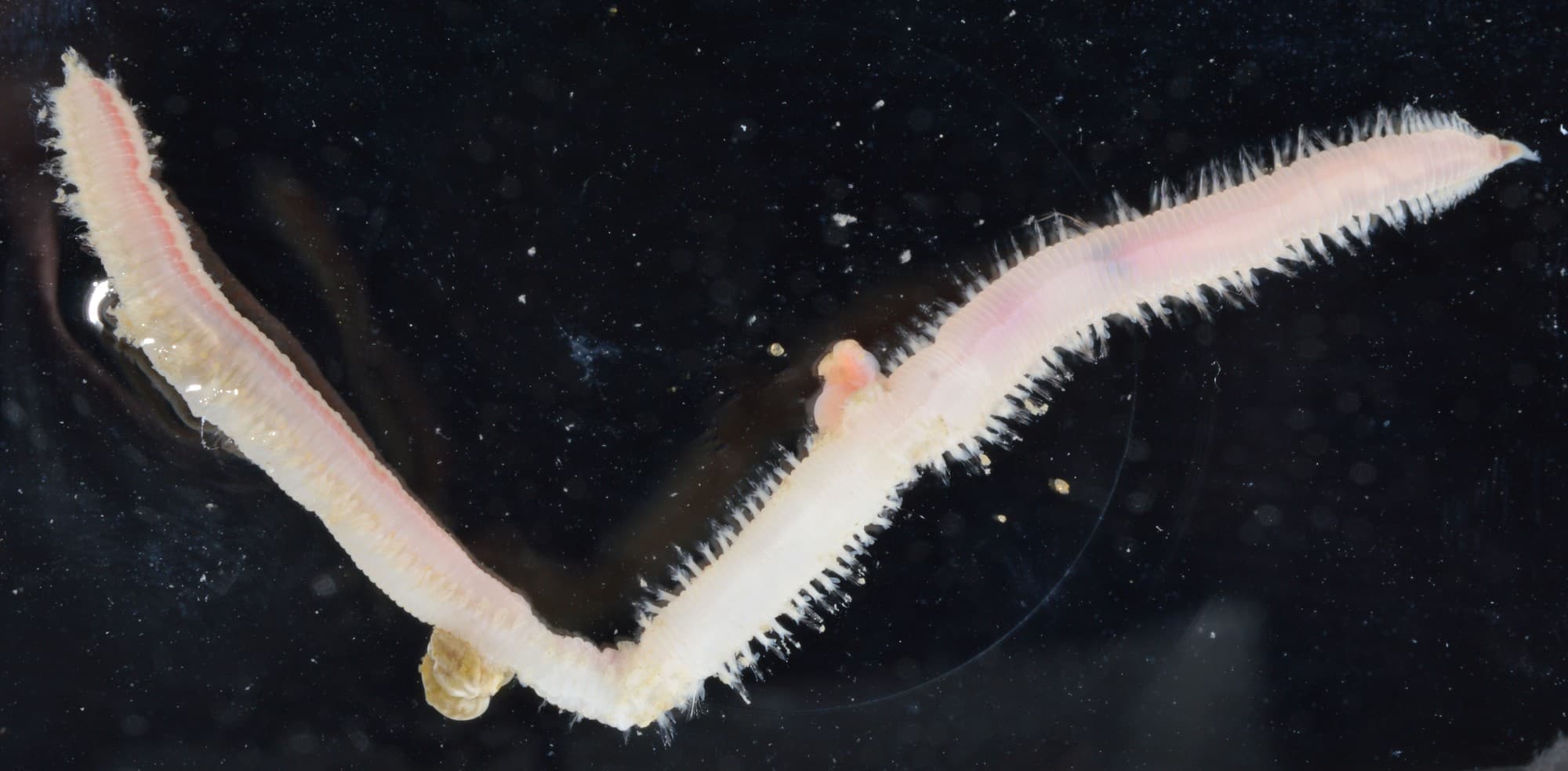 A bloodworm, a segmented pink marine worm with bristled sides, laid out in a V shape
