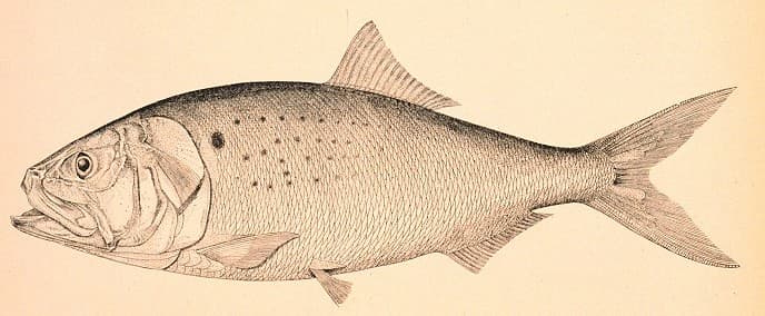 A scientific illustration of an Atlantic menhaden, showing its deep body, forked tail, and dark shoulder spot