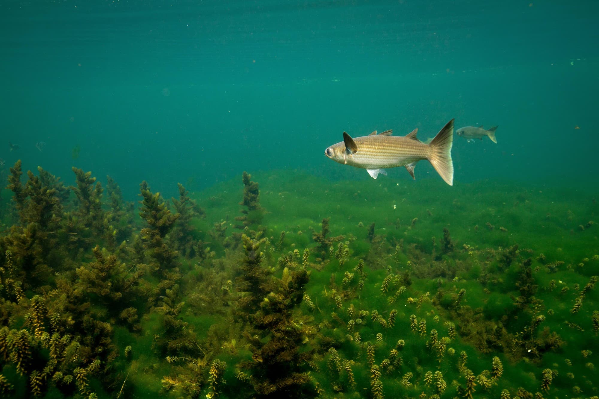 An adult striped mullet swimming underwater over submerged vegetation — smaller juveniles of this species are used as "finger mullet" bait
