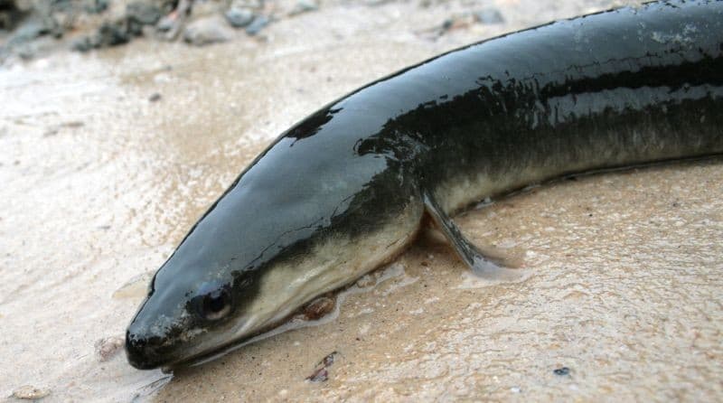 An American eel on wet sand, showing its slender, snakelike body and small fins