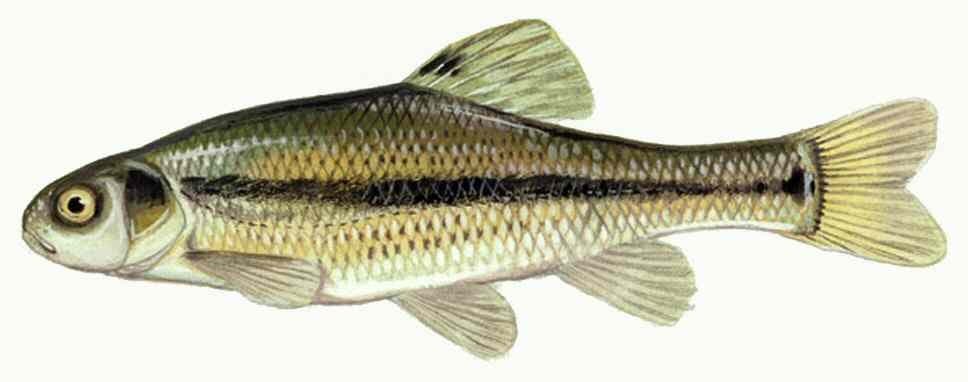 An illustration of a fathead minnow, a small olive-and-gold baitfish with a dark lateral stripe