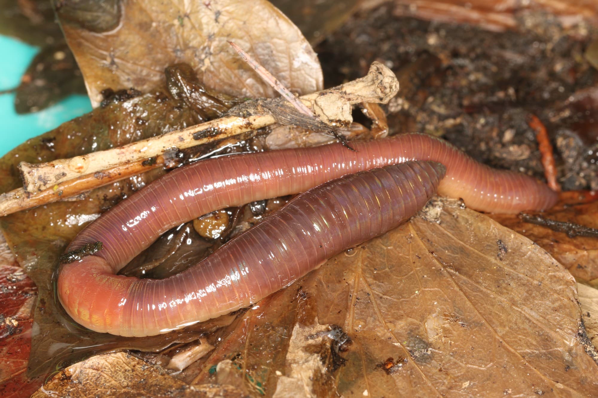 A nightcrawler earthworm coiled on wet leaf litter
