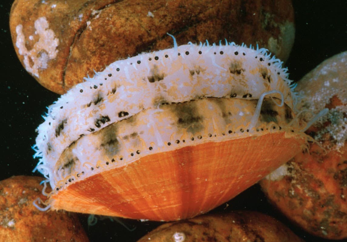 An Atlantic sea scallop underwater, showing the small blue eyes lining the edge of its mantle