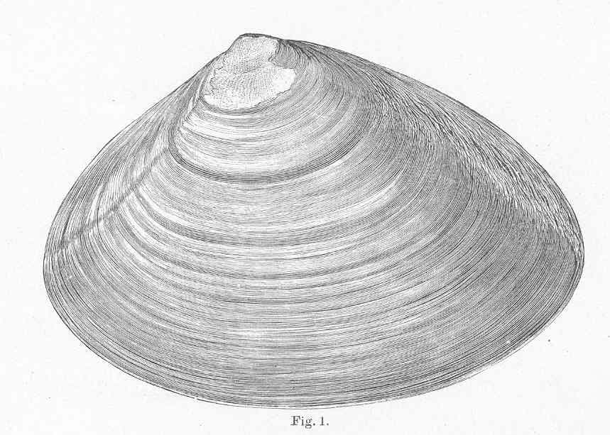 An 1884 scientific plate of an Atlantic surf clam shell, showing its large, thick, triangular-oval shape