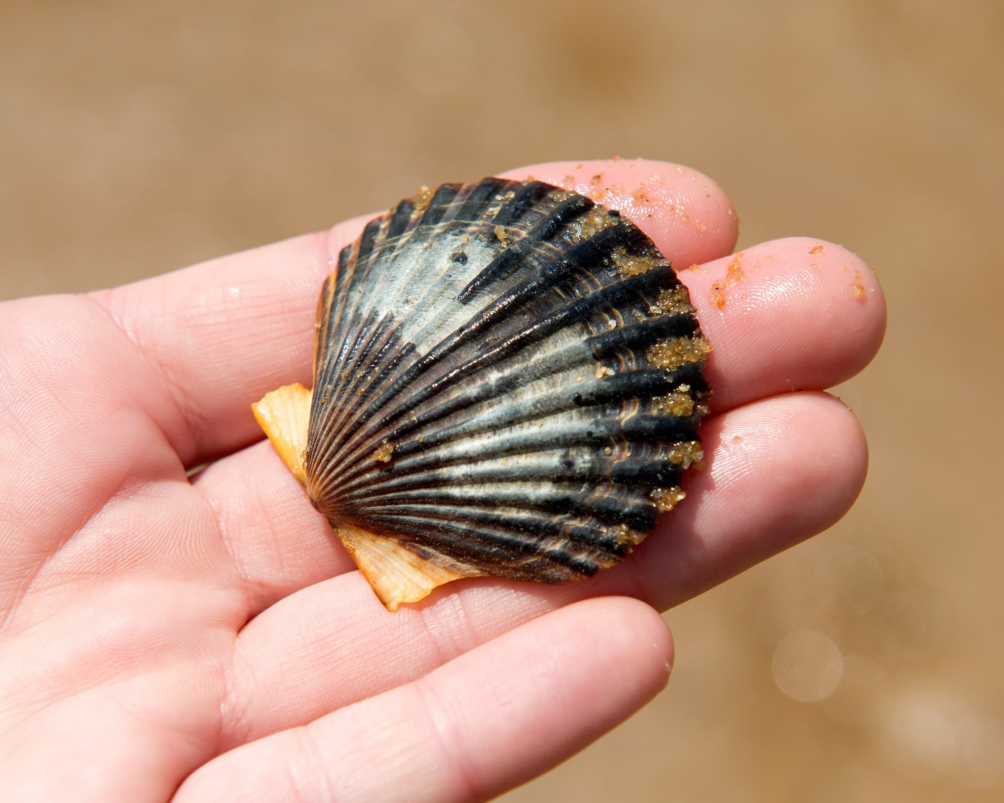 A bay scallop's small, fan-shaped, ribbed shell