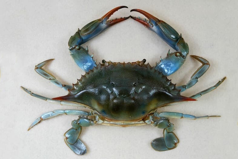 A blue crab viewed from above, showing its wide olive-and-blue carapace, spiny edges, and bright blue claws
