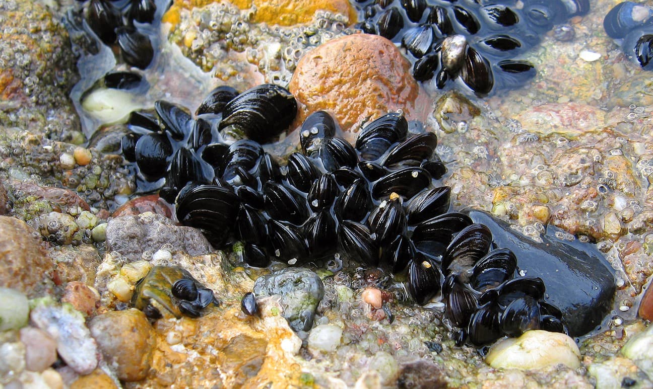 A blue mussel's smooth, dark blue-black, teardrop-shaped shell