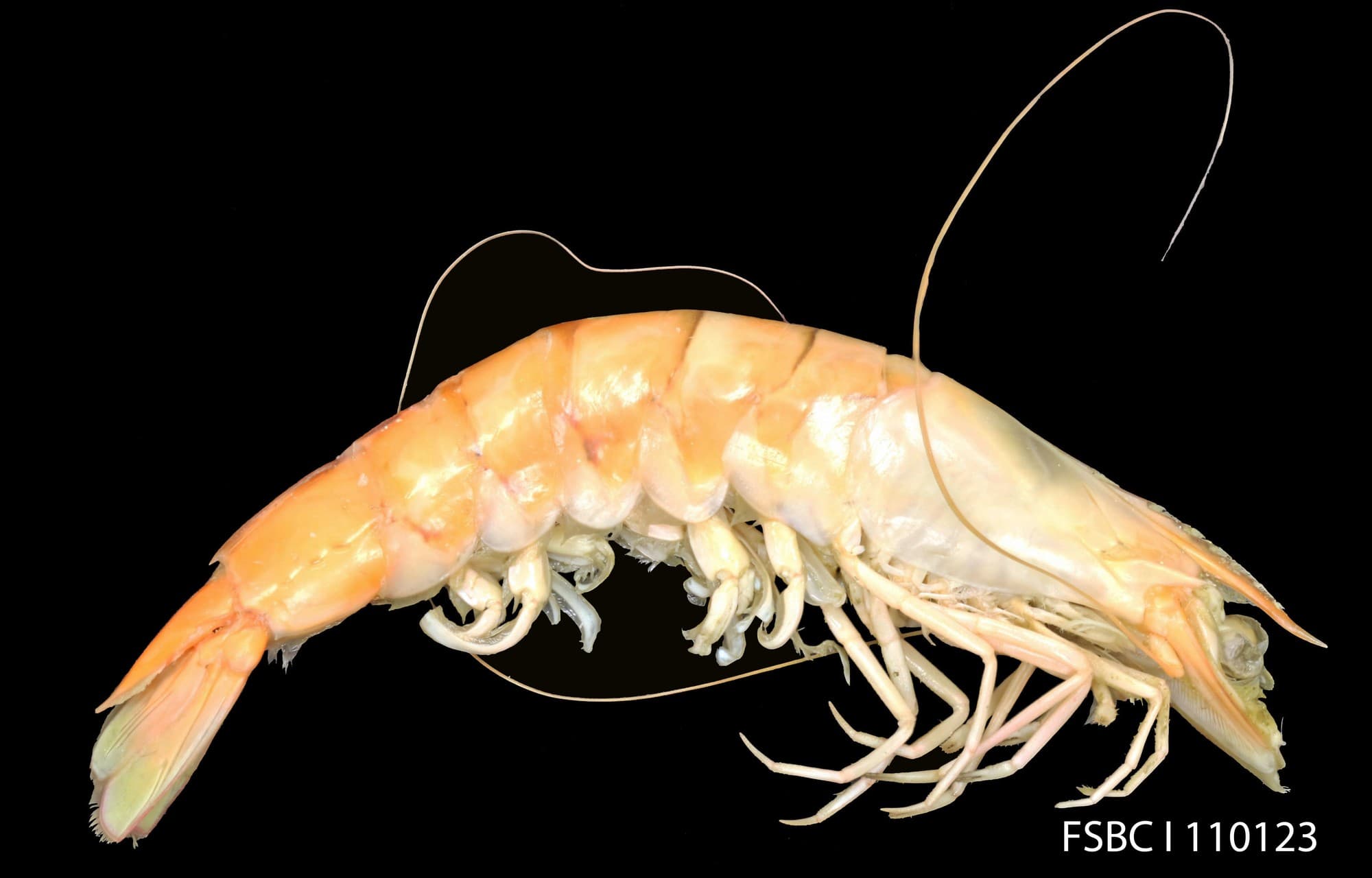 A brown shrimp research specimen against a black background, showing its brownish-red shell and grooved rostrum