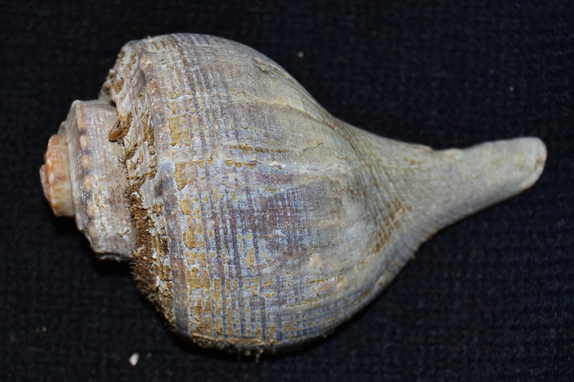 A channeled whelk shell, showing the deep channels between its whorls