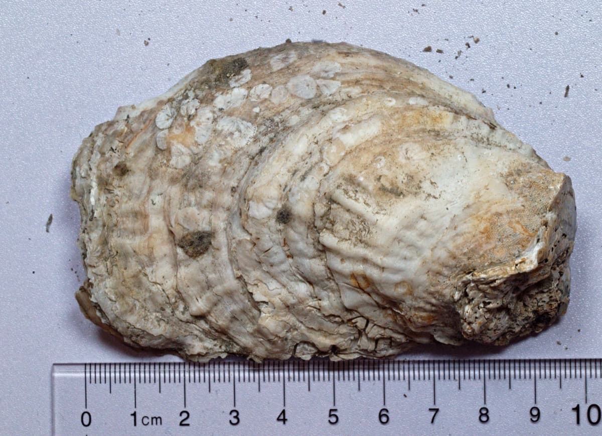 The exterior of a single Eastern oyster shell, showing its irregular elongated shape and concentric growth ridges, next to a ruler for scale