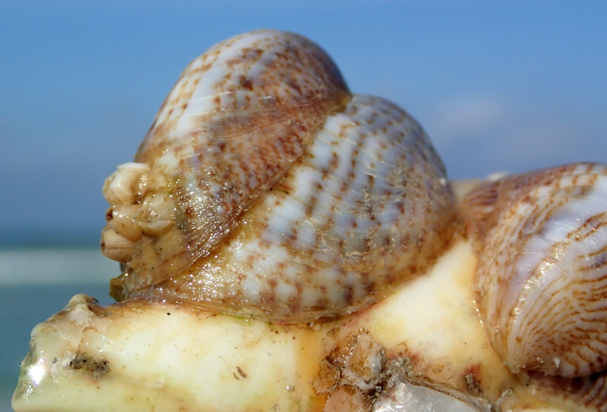 Several eastern slipper shells stacked and attached to a host shell, showing their arched, boat-like shape