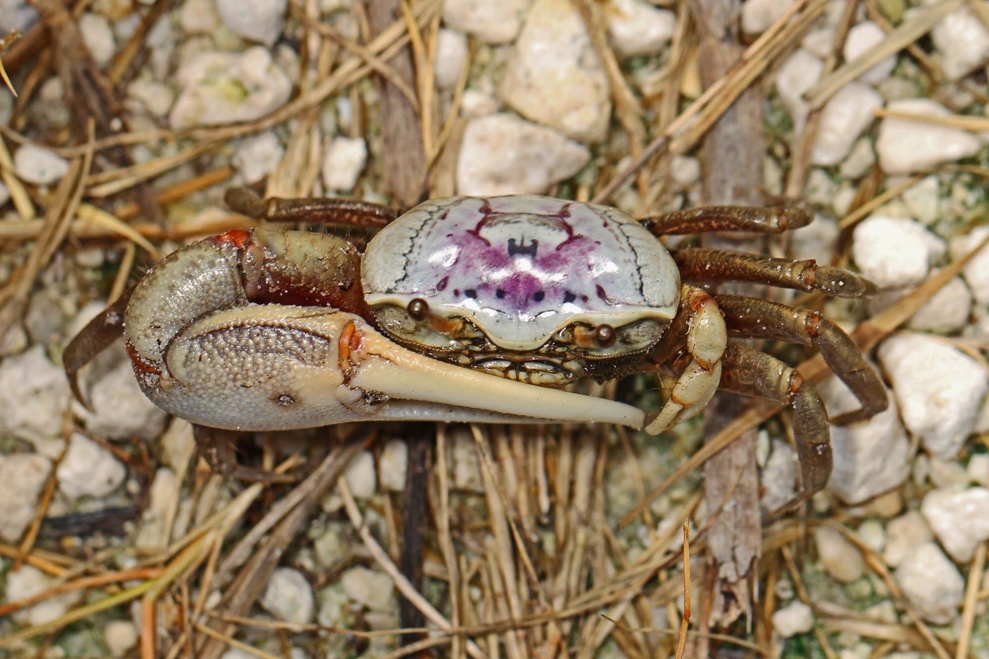 A male sand fiddler crab on a sandy beach, showing its one greatly enlarged claw
