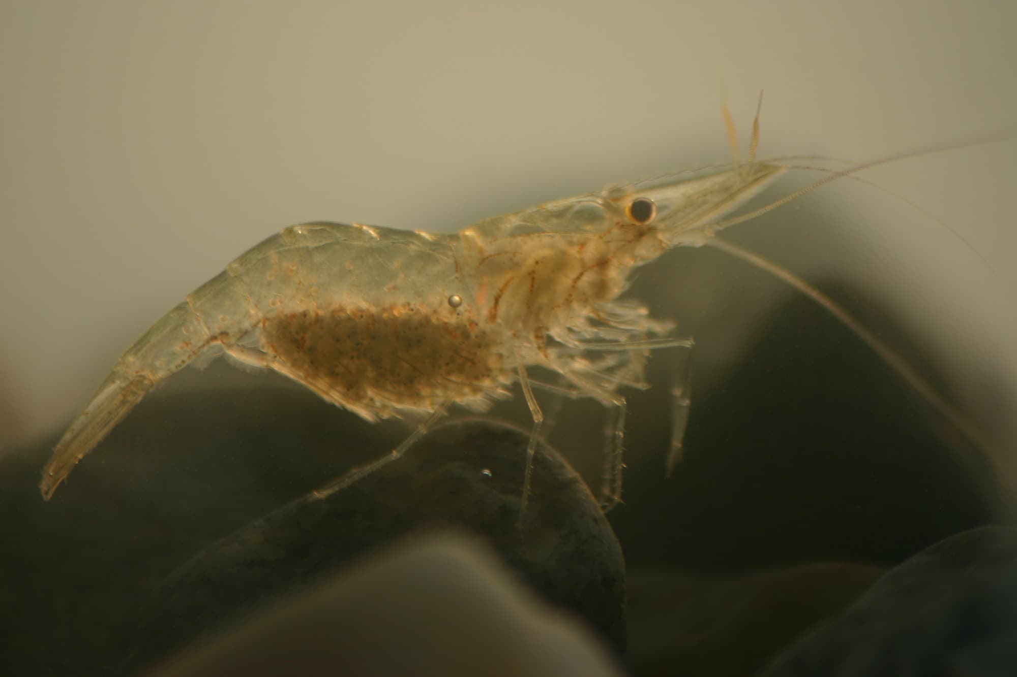 A nearly transparent grass shrimp with young, in shallow Chesapeake Bay water