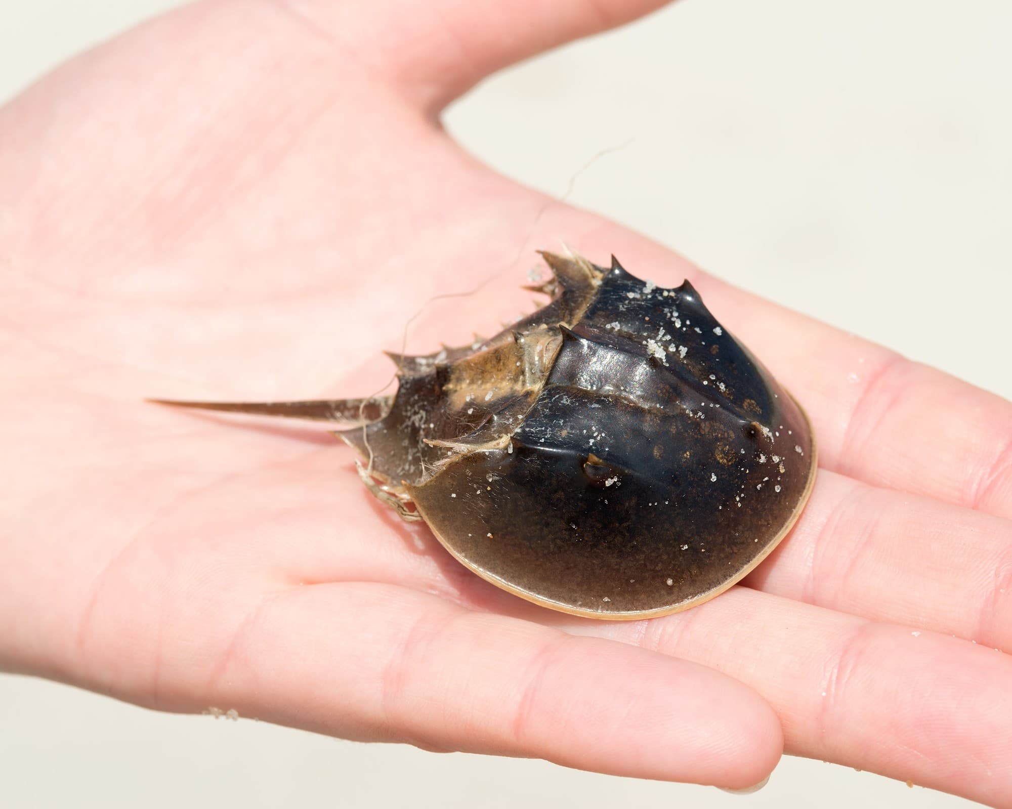A juvenile Atlantic horseshoe crab, showing its smooth domed shell and long tail spine