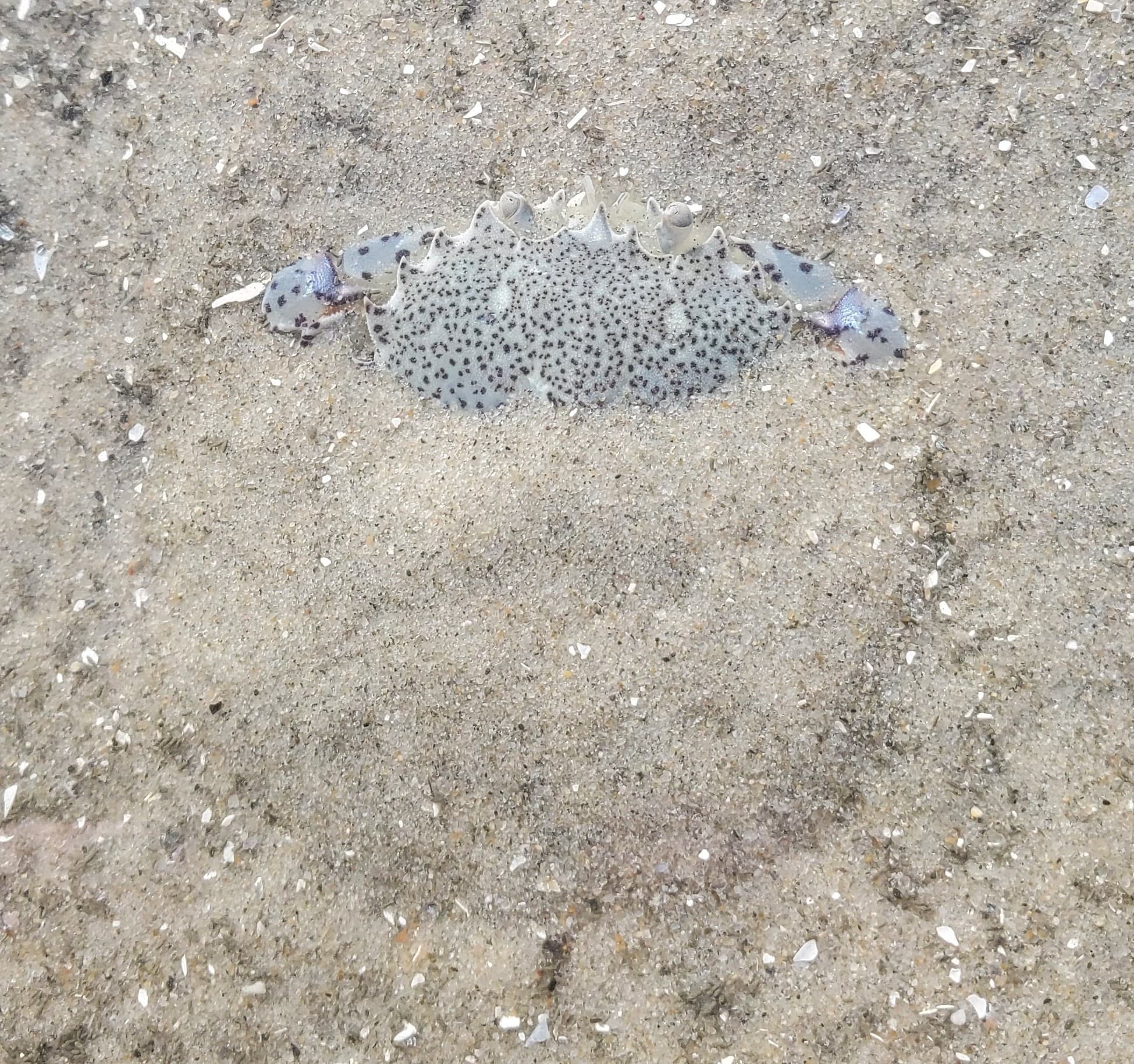A lady crab partially buried in sand, showing its purple-spotted shell pattern