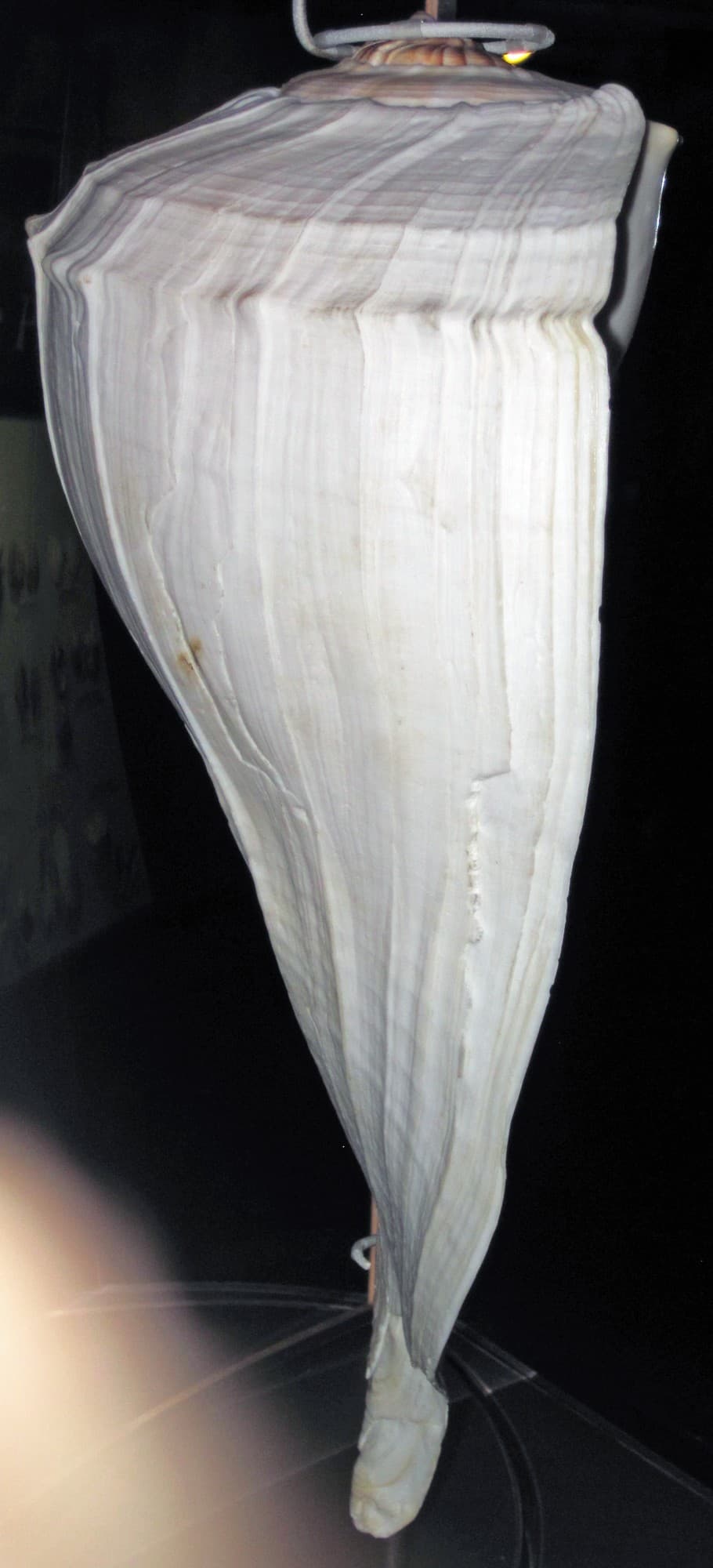 A lightning whelk shell, showing its long spiral shape and left-opening aperture