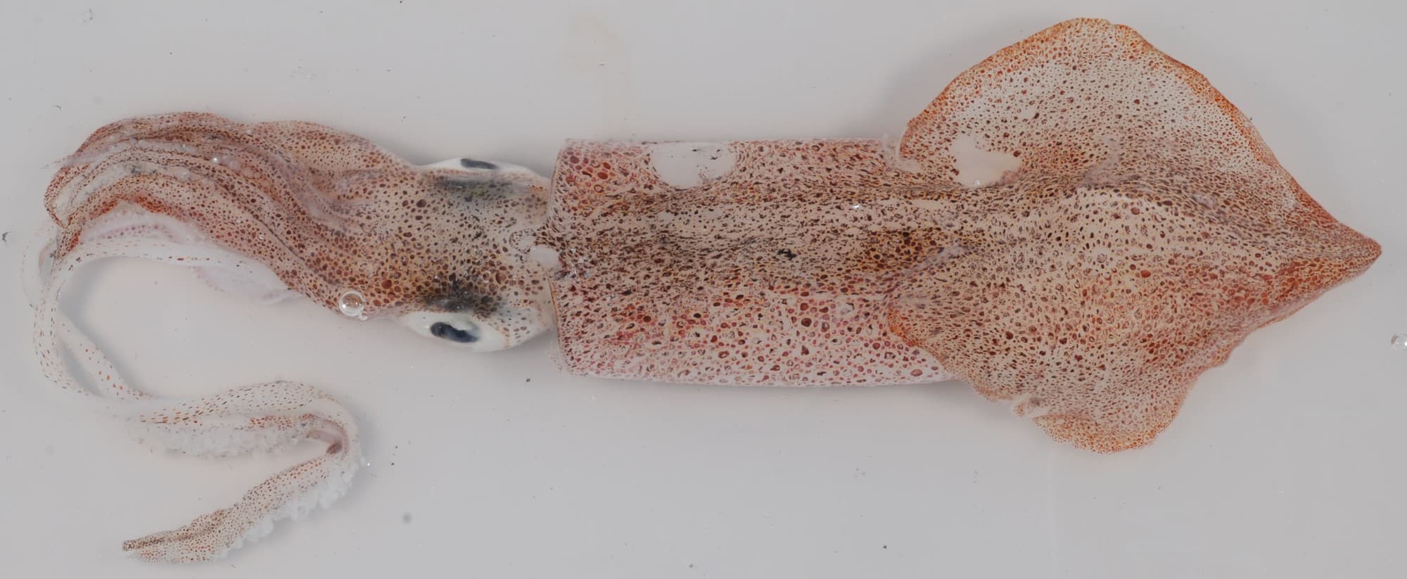 A longfin squid, the species most commonly sold whole or cut as fishing bait in this region