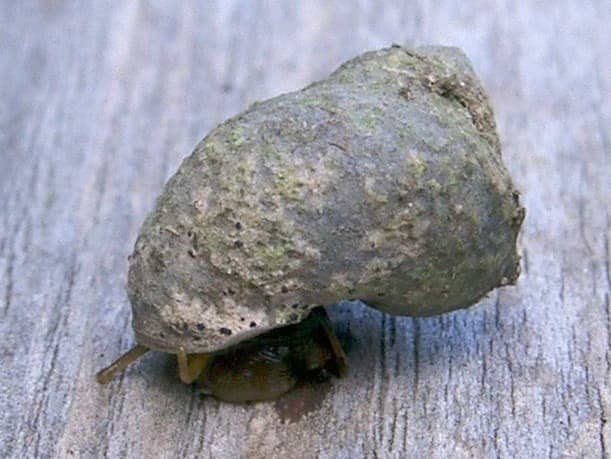 A marsh periwinkle snail on a blade of marsh grass