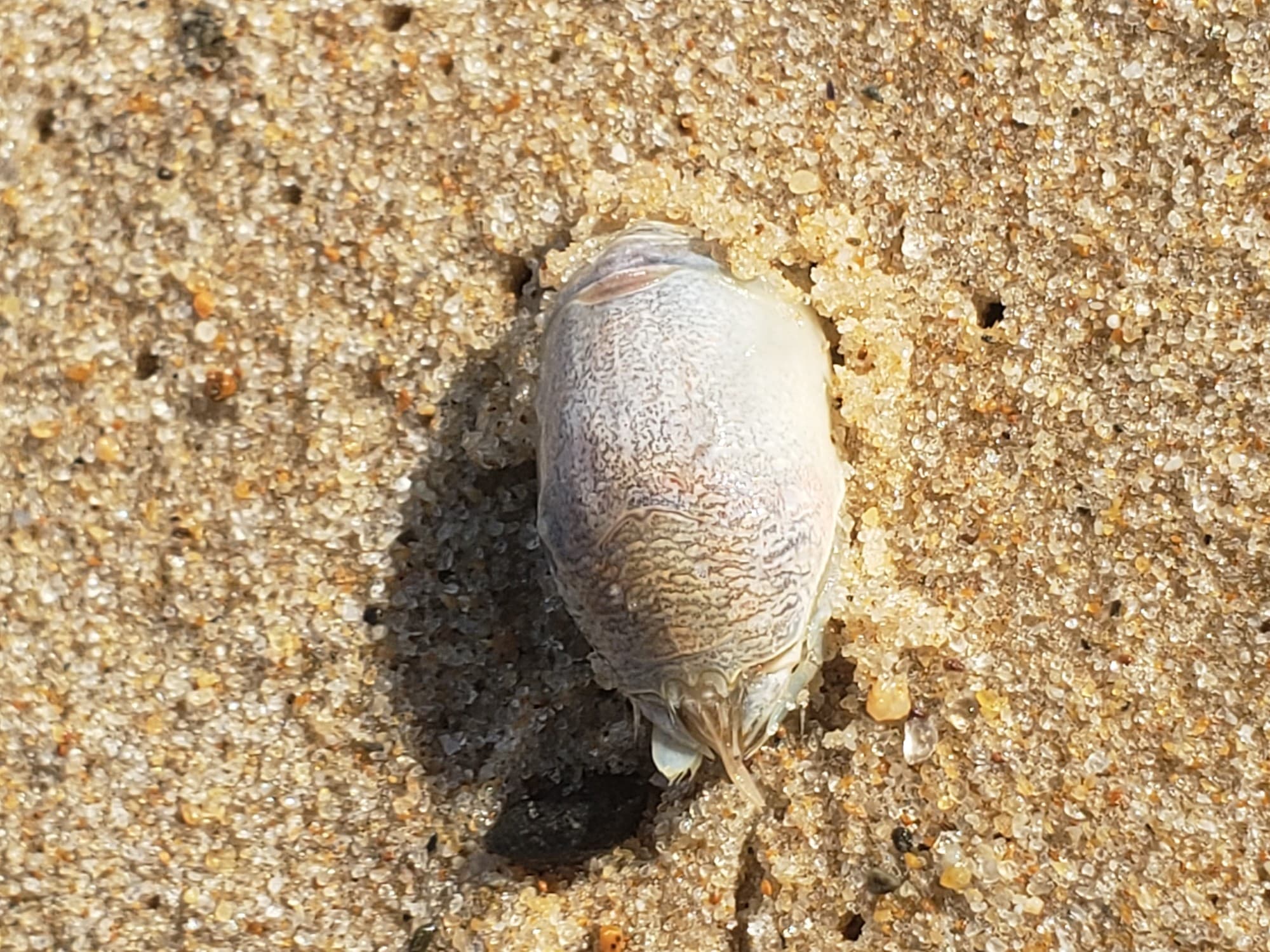 An Atlantic mole crab (sand flea) on wet sand, showing its smooth oval shell and feathery antennae