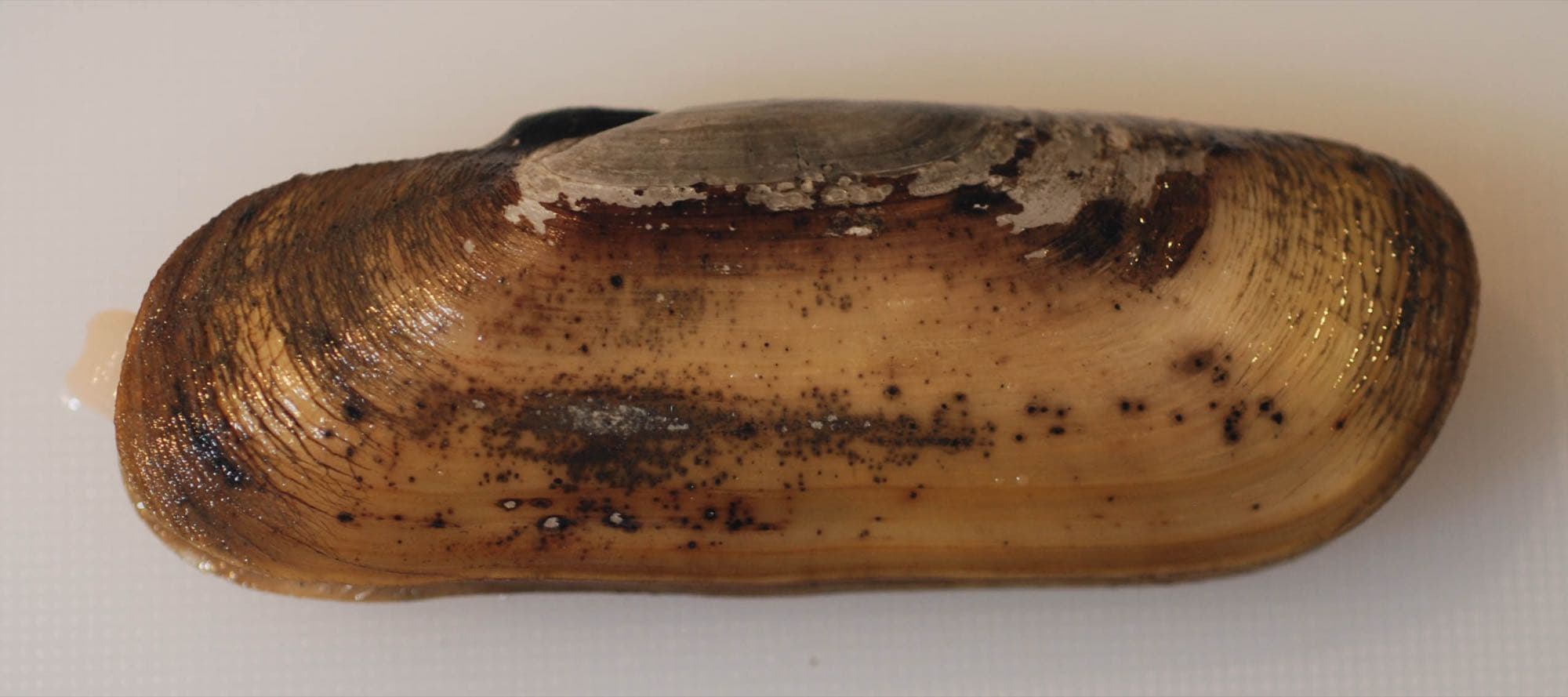 A single stout razor clam, showing its long, narrow, rectangular shell open at both ends