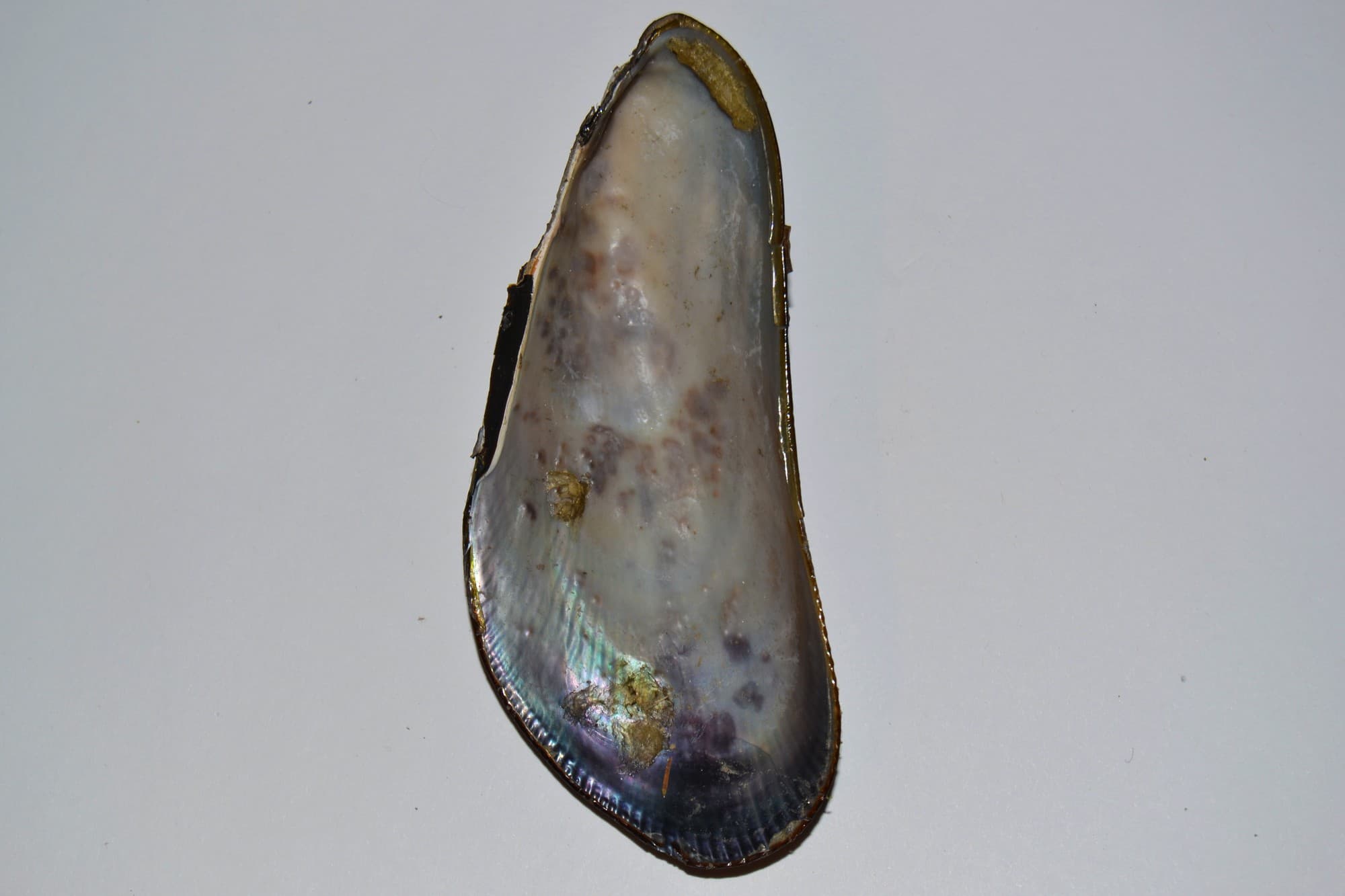 Atlantic ribbed mussels clustered together, showing their elongated, ribbed shells