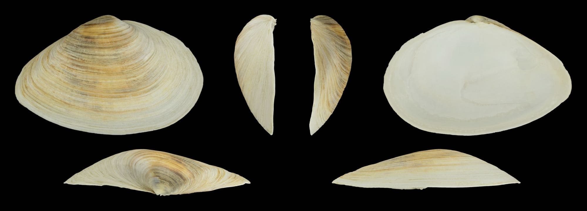 A soft-shell clam's thin, elongated shell