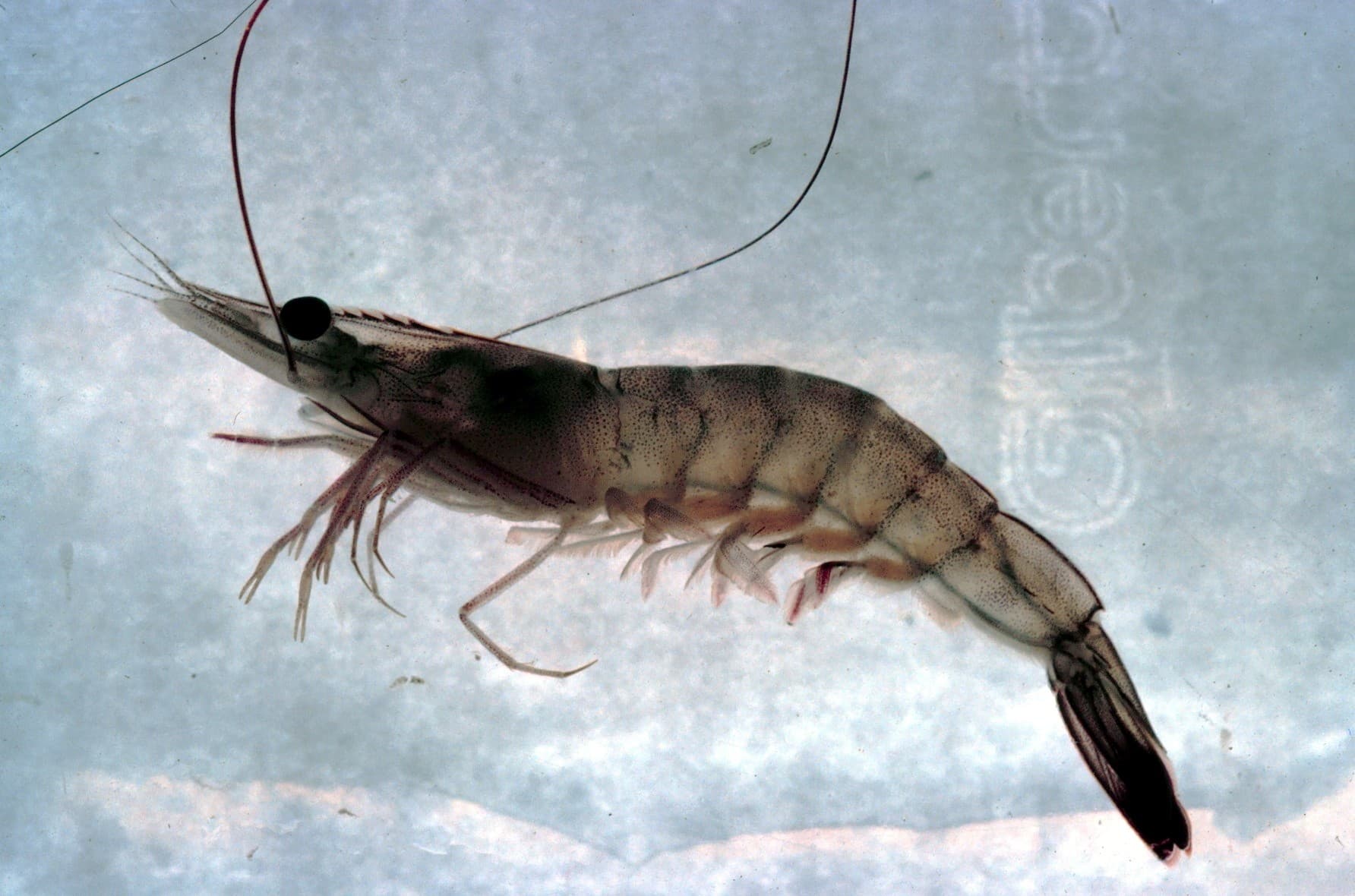 A white shrimp research specimen, one of the two Chesapeake Bay penaeid shrimp species sold and used live as bait