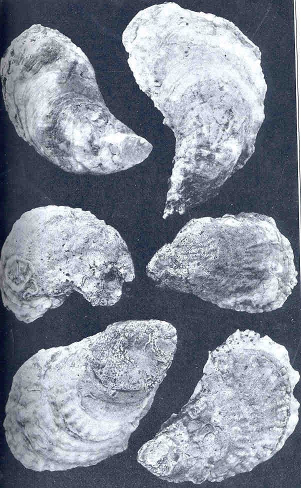 A 1919 photographic plate of six Lynnhaven oyster shells from Lynnhaven Bay, Virginia