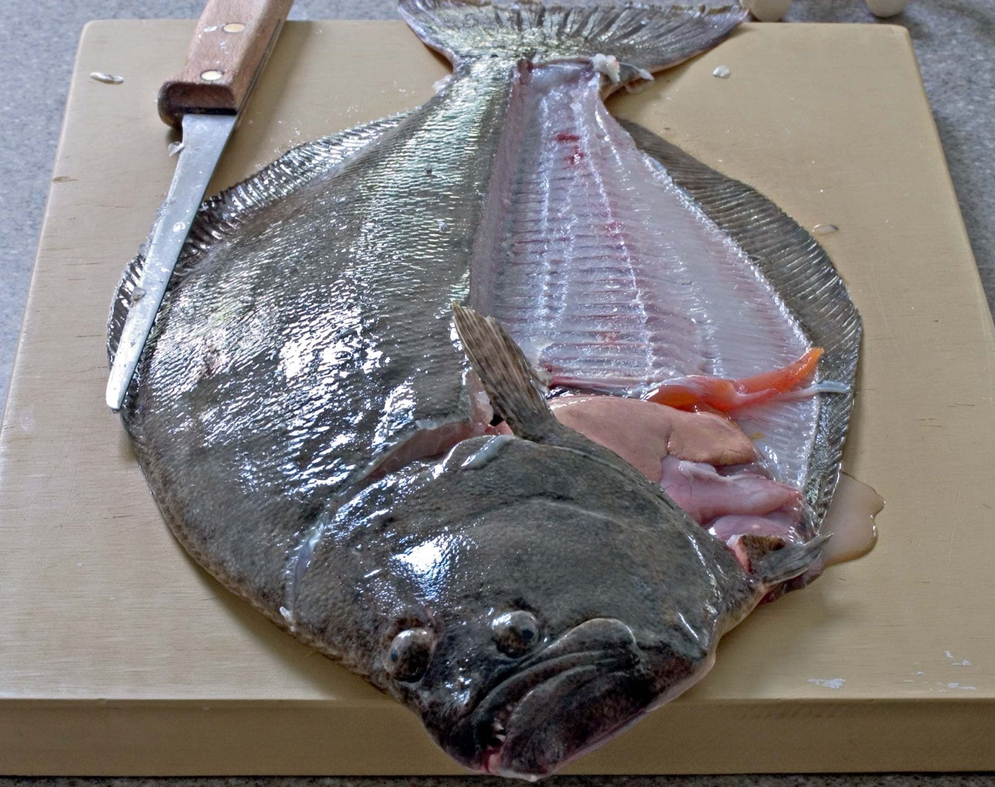 Filleting a fluke (summer flounder) on a cutting board