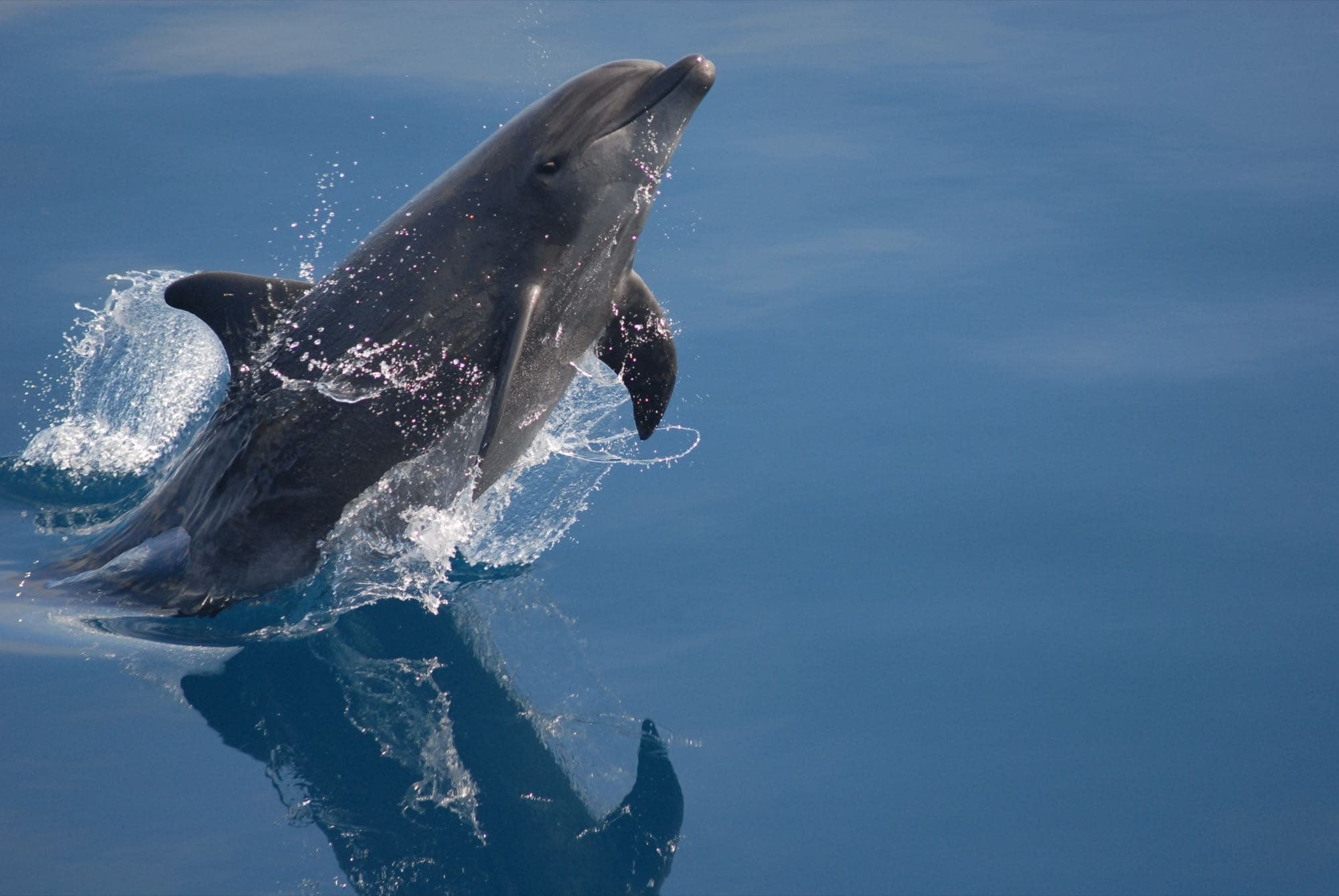 A common bottlenose dolphin breaching, showing its curved dorsal fin and gray coloring