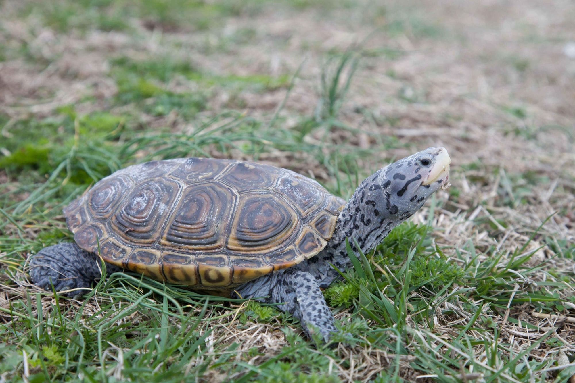A diamondback terrapin on grass, showing the diamond-ringed pattern on its shell and gray, black-spotted skin