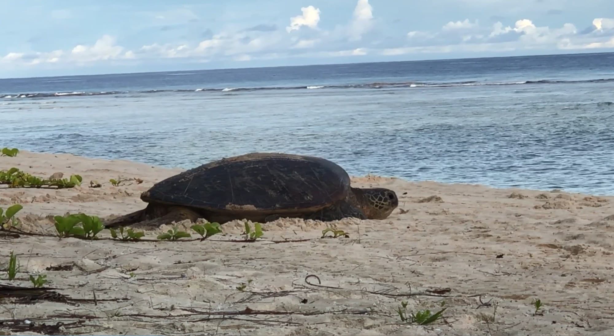 A green sea turtle on a beach, showing its small, blunt head and smooth, unridged carapace