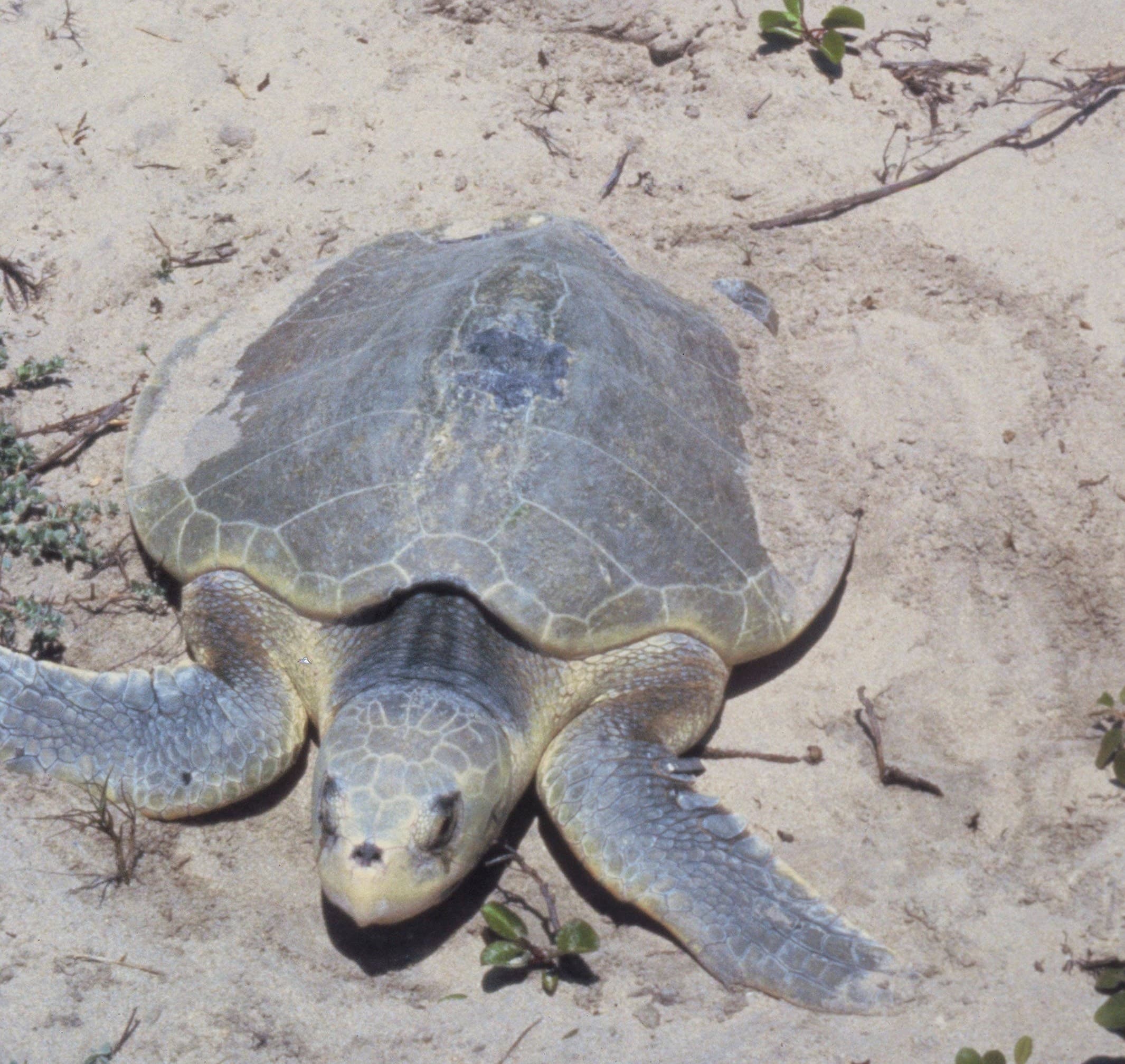 An overhead view of a Kemp's ridley sea turtle on sand, showing its nearly circular carapace