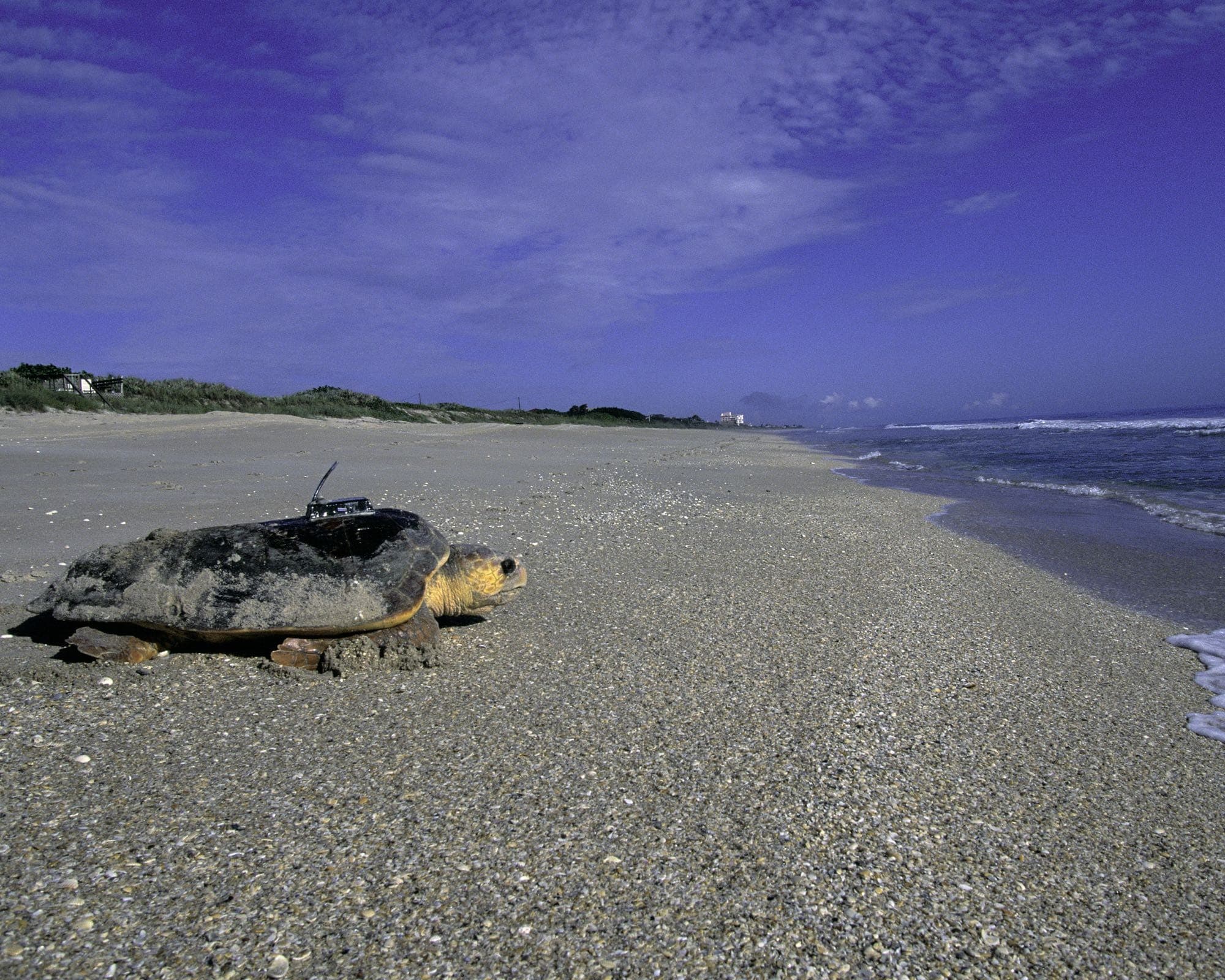 A loggerhead sea turtle on a beach with a research tracking device attached to its shell, showing its large head