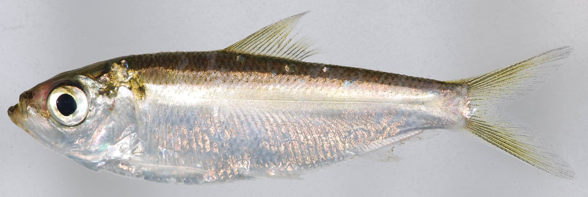 Alewife specimen photographed in profile on a plain background, showing the large eye (diameter greater than snout length) that distinguishes it from the very similar blueback herring