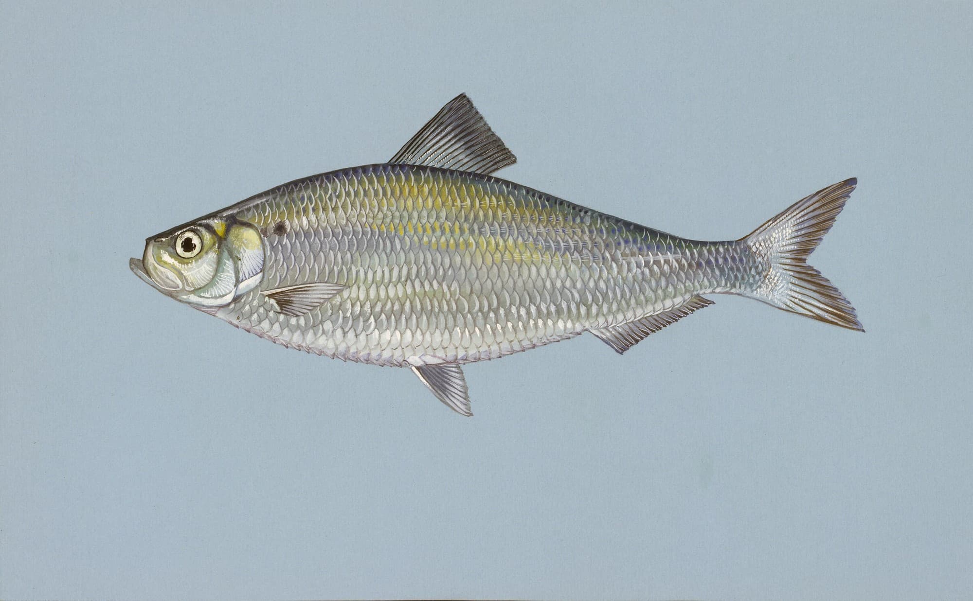 Alewife, a silvery river-herring species with a dark shoulder spot behind the gill cover, illustrated in side profile