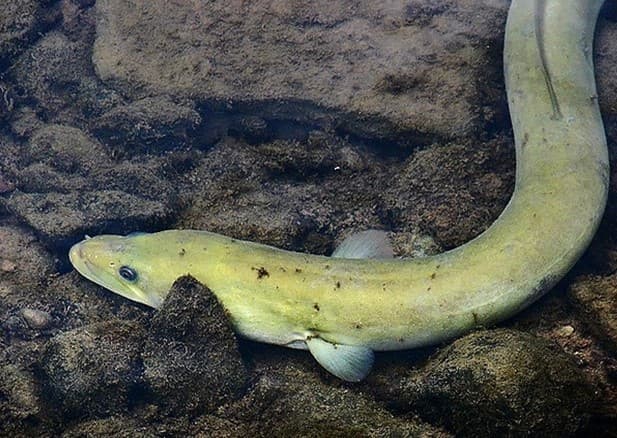American eel resting on a rocky freshwater stream bottom, showing its snake-like body and single continuous fin