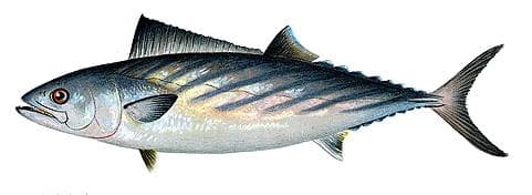 Atlantic bonito, 1900s illustrated plate