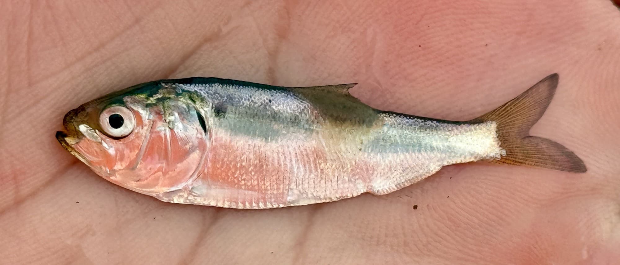 Atlantic menhaden held in an open palm, showing its deep silvery body, forked tail, and the dark shoulder spot behind the gill cover