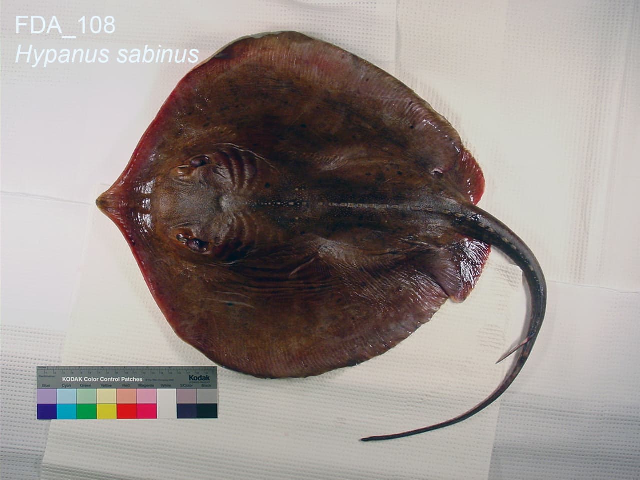 Atlantic stingray, photographed for the FDA's seafood identification reference library