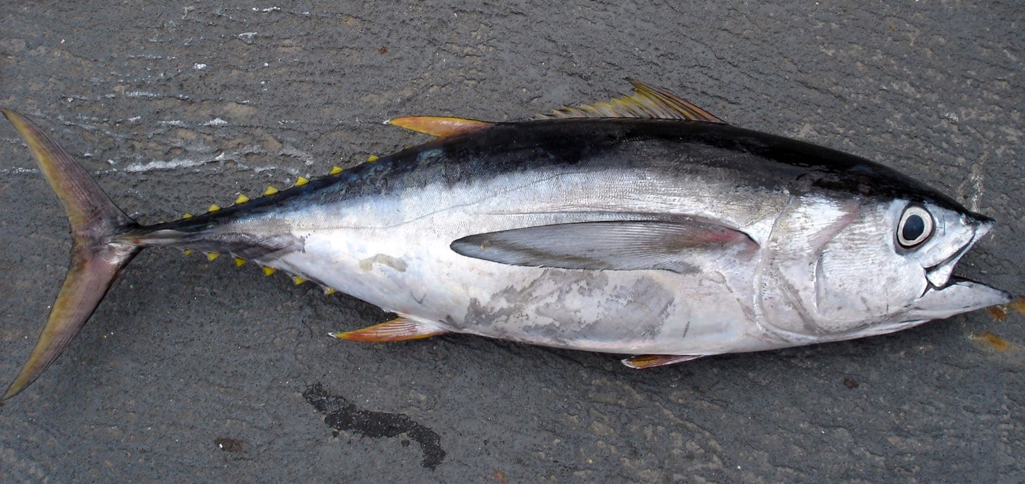 A bigeye tuna specimen, showing its namesake large eye and the yellow finlets along its back