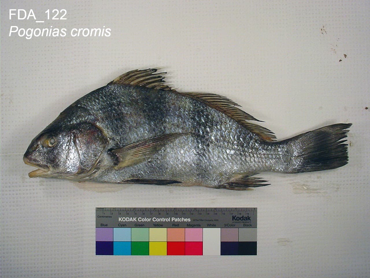 Black drum reference specimen with a ruler and color card, showing the humped back and pale chin barbels of a mature adult