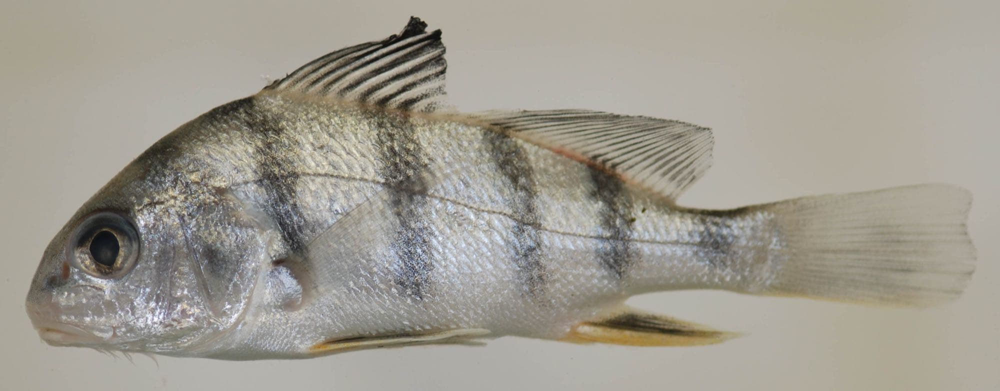Juvenile black drum photographed at Quiet Waters Park, Anne Arundel County, Maryland