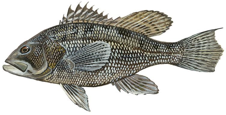 Black sea bass, illustration by Duane Raver / USFWS