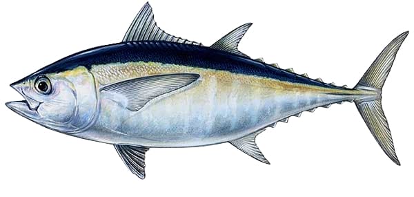 Blackfin tuna, illustration by Duane Raver / USFWS