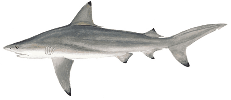 Blacktip shark, illustration by Duane Raver / USFWS, showing black-tipped dorsal and pectoral fins