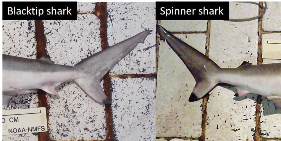 Side-by-side comparison of blacktip shark (left) and spinner shark (right) tail regions, showing the blacktip's plain white anal fin versus the spinner's black-tipped anal fin