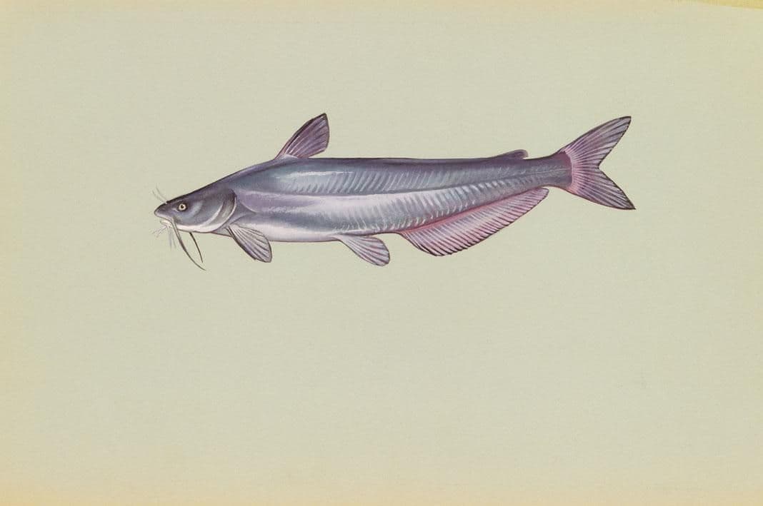 Blue catfish, illustration by Duane Raver / USFWS