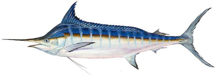 Blue marlin, illustration by Duane Raver / USFWS