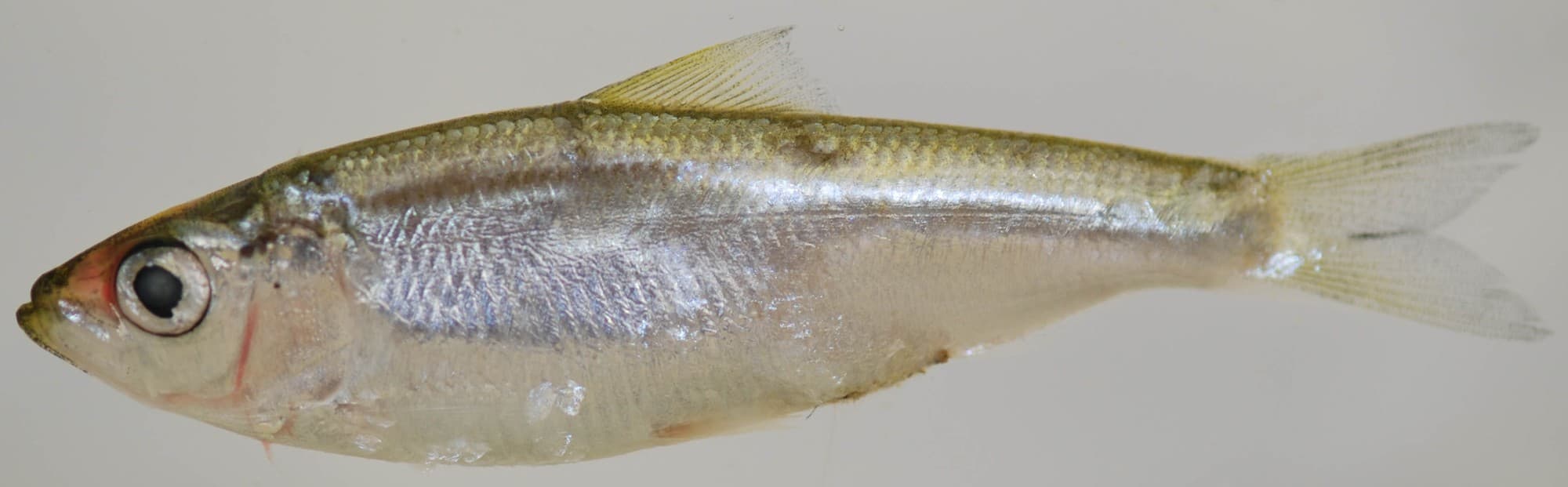 Blueback herring specimen photographed in profile on a plain background, showing the smaller eye (diameter roughly equal to snout length) that distinguishes it from the very similar alewife